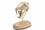 False Saber-Toothed Cat (Hoplophoneus) Skull - South Dakota #279071-3